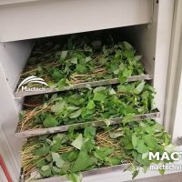 Rau diếp cá sấy lạnh