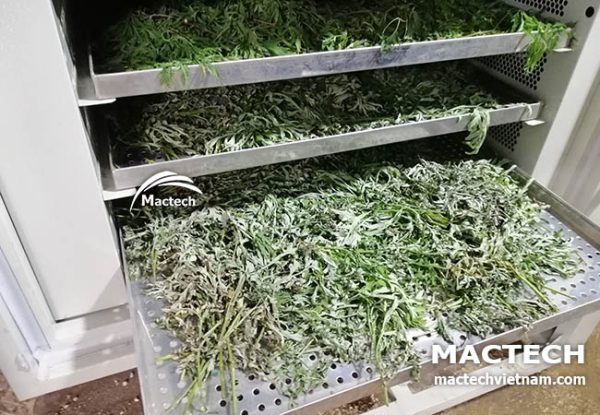 Sấy ngải cứu