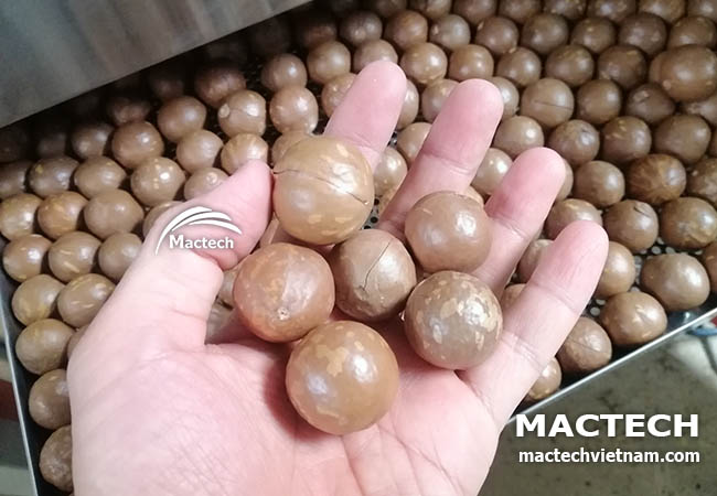 Rang chín hạt mắc ca
