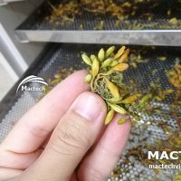 Sấy hoa đu đủ đực