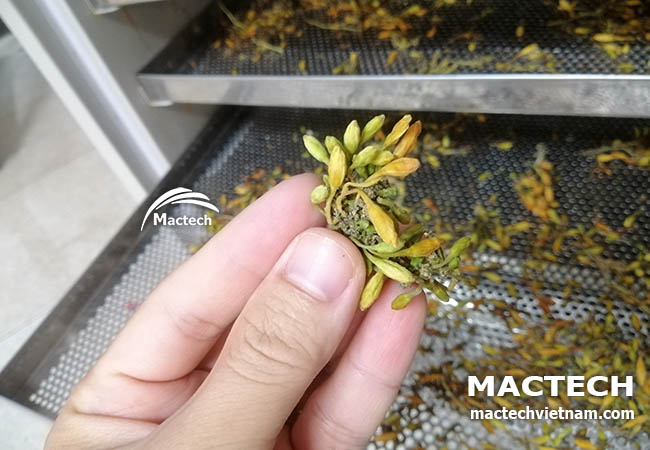 Sấy hoa đu đủ đực