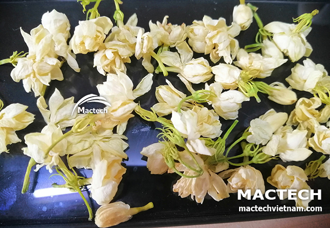 Máy sấy hoa nhài Mactech