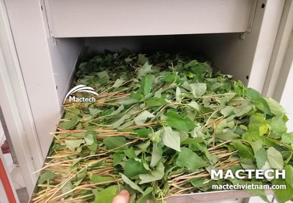 Máy sấy rau diếp cá
