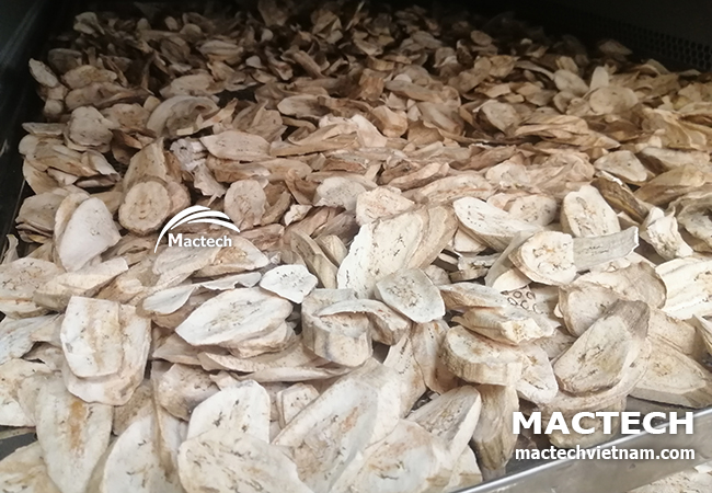 Máy sấy chuối xanh Mactech