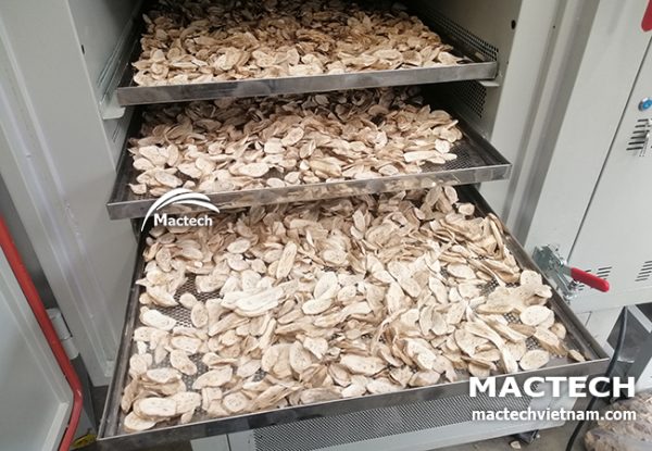 Máy sấy chuối xanh Mactech