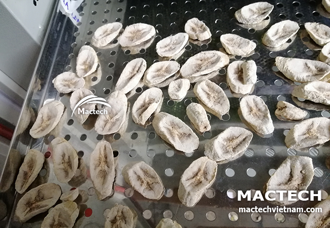 Máy sấy chuối xanh Mactech