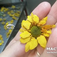 Máy sấy hoa cúc Mactech