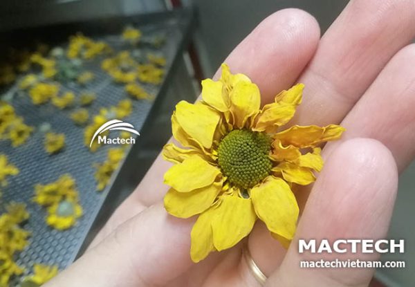 Máy sấy hoa cúc Mactech