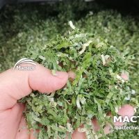 Máy sấy khô lá nếp Mactech