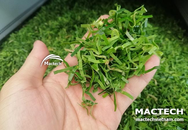 Máy sấy khô lá nếp Mactech
