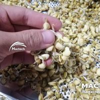 Máy sấy mầm đậu nành Mactech