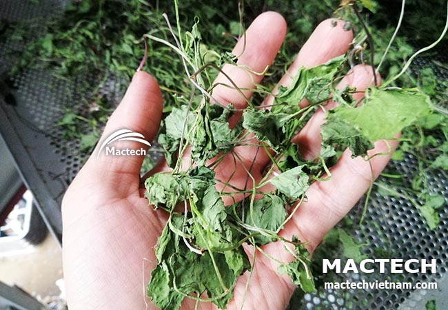 Máy sấy lạnh rau má Mactech