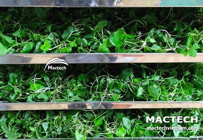 Máy sấy lạnh rau má Mactech