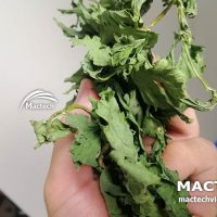 Máy sấy cần tây Mactech