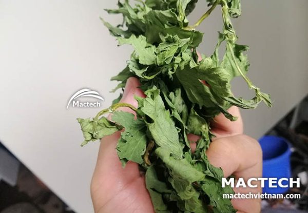 Máy sấy cần tây Mactech