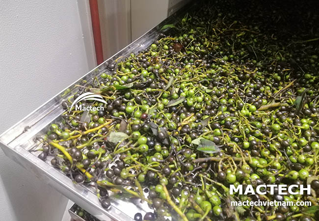 Máy sấy lạnh hạt màng tang Mactech