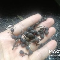 Máy sấy lạnh hạt màng tang Mactech