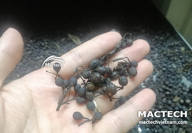 Máy sấy lạnh hạt màng tang Mactech