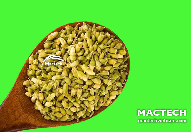 Máy sấy hoa hòe Mactech
