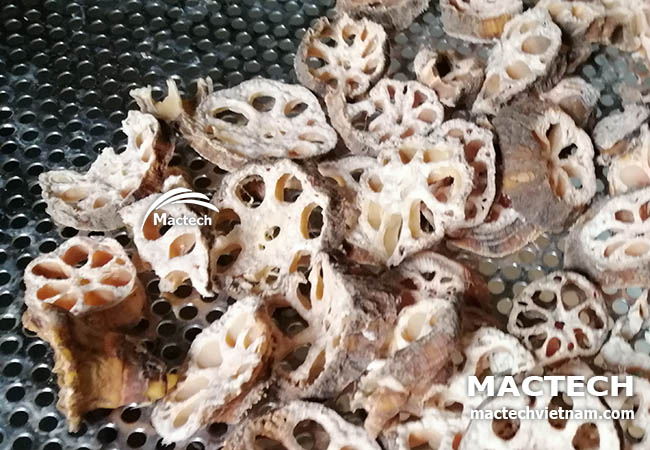 Máy sấy lạnh củ sen Mactech