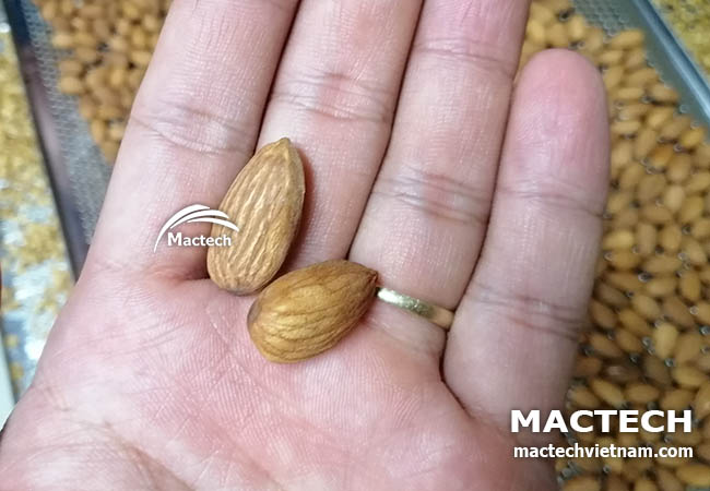 Máy sấy hạt hạnh nhân Mactech