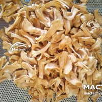 Máy sấy lạnh mít dẻo Mactech