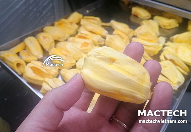 Máy sấy thăng hoa mít Mactech