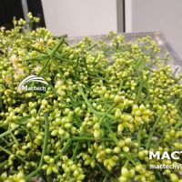 Máy sấy nụ hoa vối Mactech