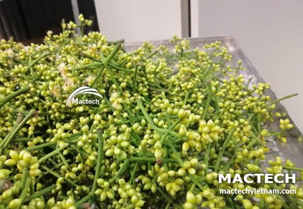 Máy sấy nụ hoa vối Mactech