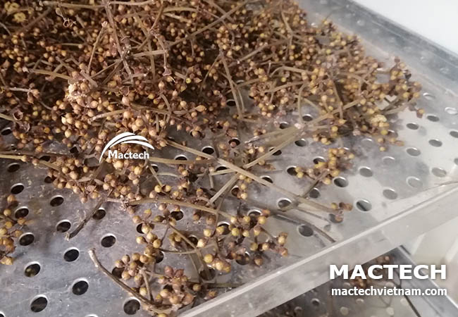 Máy sấy nụ hoa vối Mactech