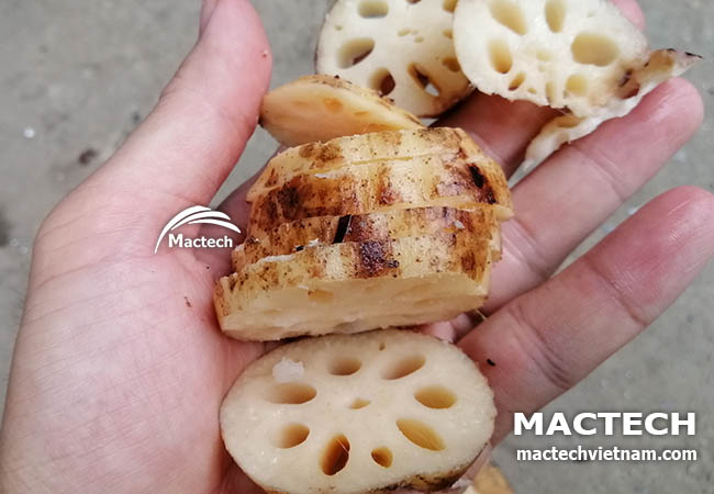 Máy sấy nhiệt củ sen Mactech