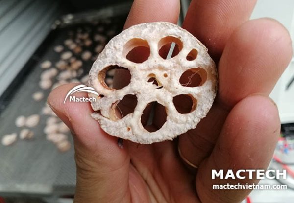 Máy sấy nhiệt củ sen Mactech