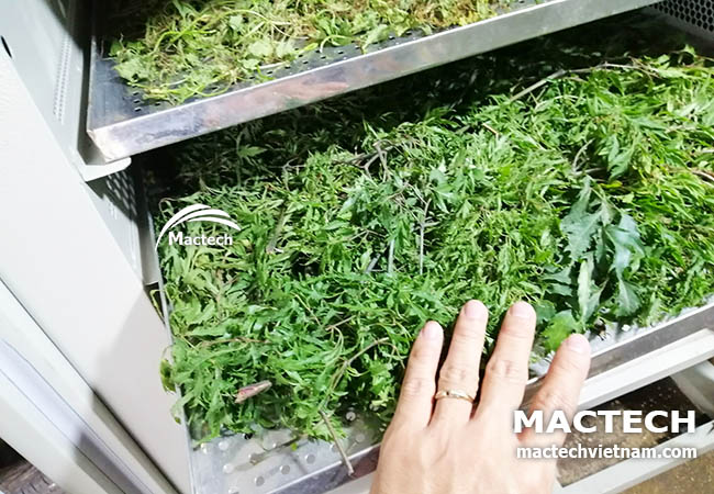 Máy sấy đinh lăng Mactech