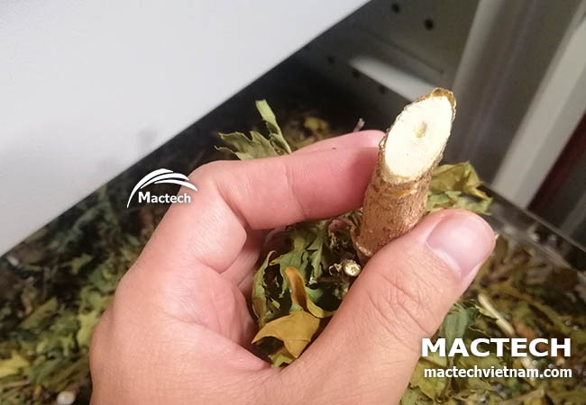 Máy sấy đinh lăng Mactech