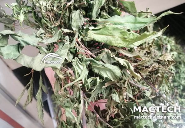 Máy sấy đinh lăng Mactech