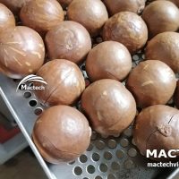 Máy sấy hạt macca Mactech