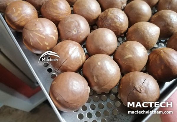 Máy sấy hạt macca Mactech