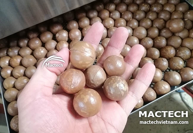 Máy sấy hạt macca Mactech