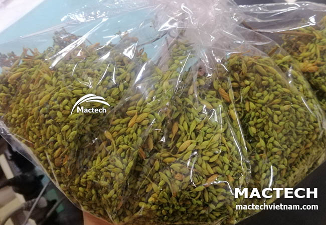 Máy sấy hoa đu đủ đực Mactech