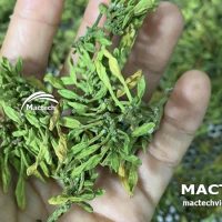 Máy sấy hoa đu đủ đực Mactech