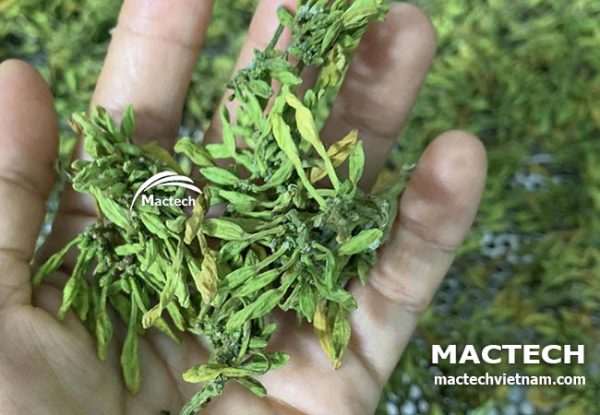 Máy sấy hoa đu đủ đực Mactech