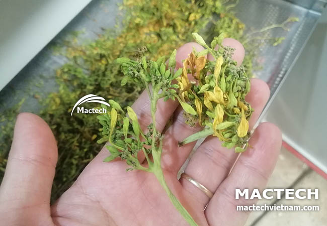 Máy sấy hoa đu đủ đực Mactech