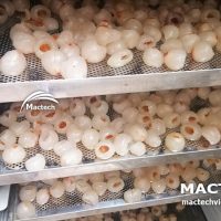 Máy sấy long vải Mactech