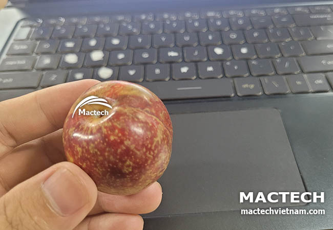Máy sấy mận dẻo Mactech