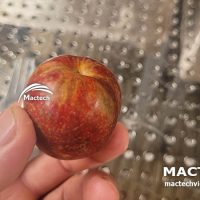 Máy sấy mận dẻo Mactech