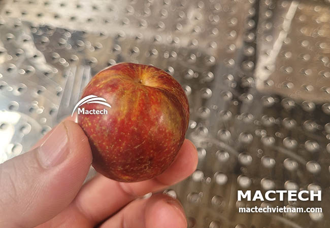 Máy sấy mận dẻo Mactech