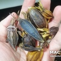 Máy sấy quả dành dành Mactech