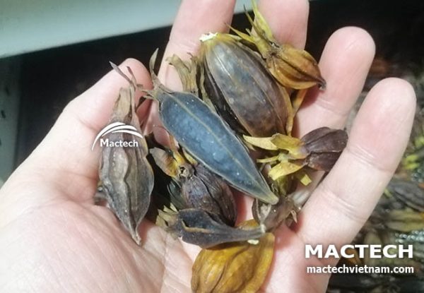 Máy sấy quả dành dành Mactech