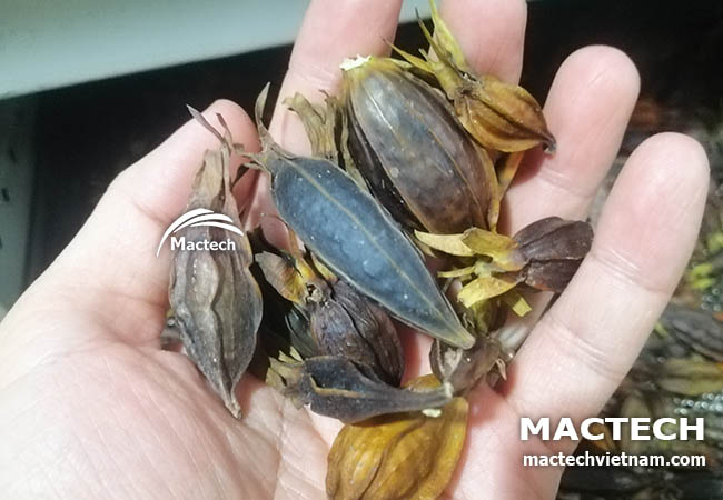 Máy sấy quả dành dành Mactech