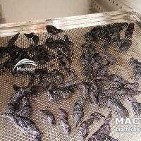 Máy sấy thục địa Mactech
